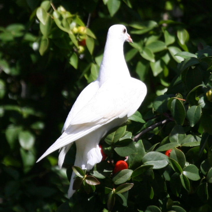 White dove