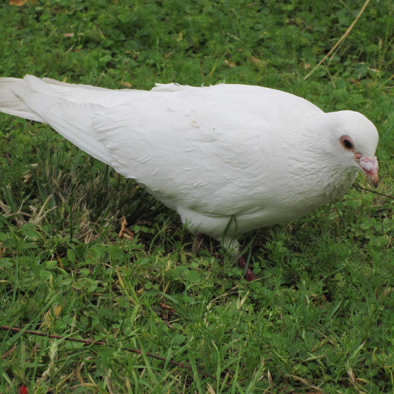 White dove