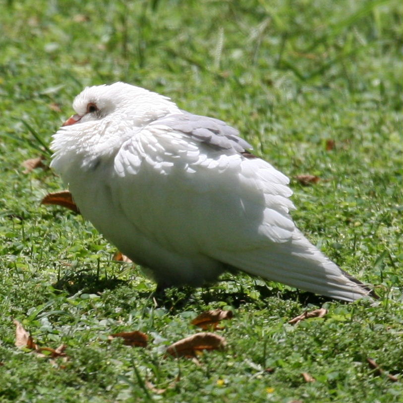 White dove reverting