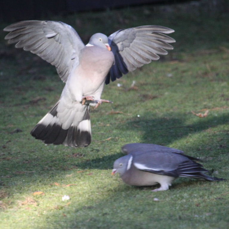 Wood Pigeons