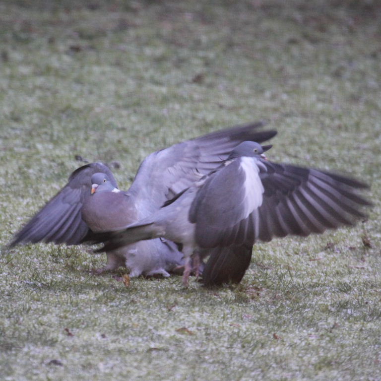 Wood Pigeons