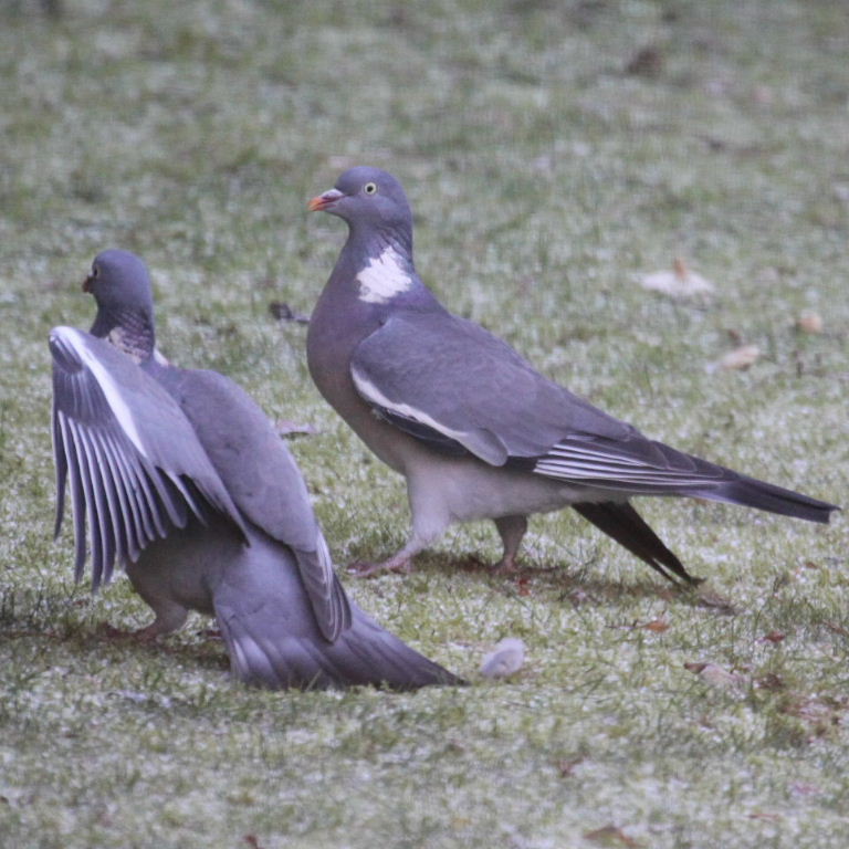 Wood Pigeons