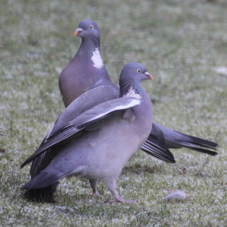 Wood Pigeons
