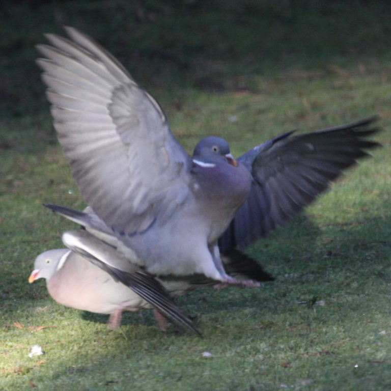 Wood Pigeons