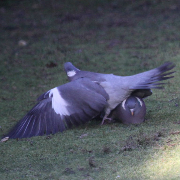 Wood Pigeons