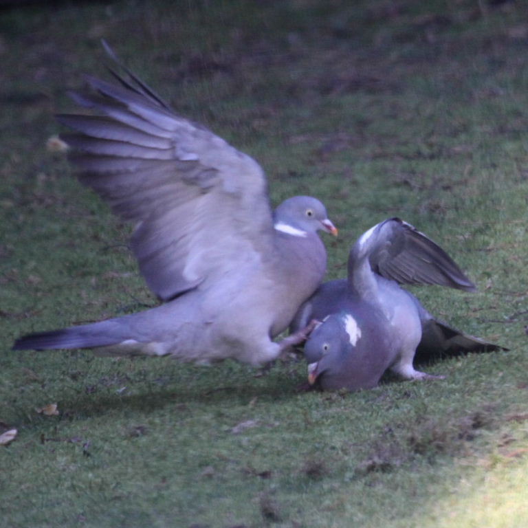 Wood Pigeon