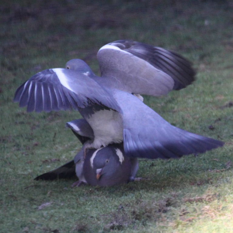Wood Pigeon