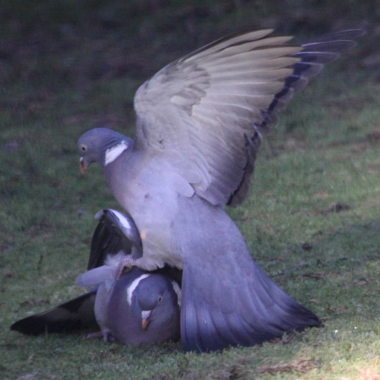 Wood Pigeon
