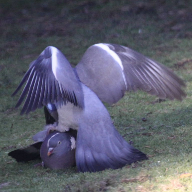 Wood Pigeons