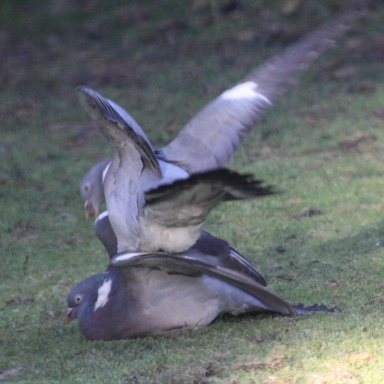 Wood Pigeons
