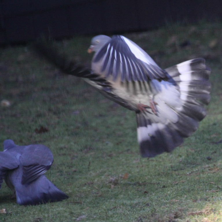 Wood Pigeons