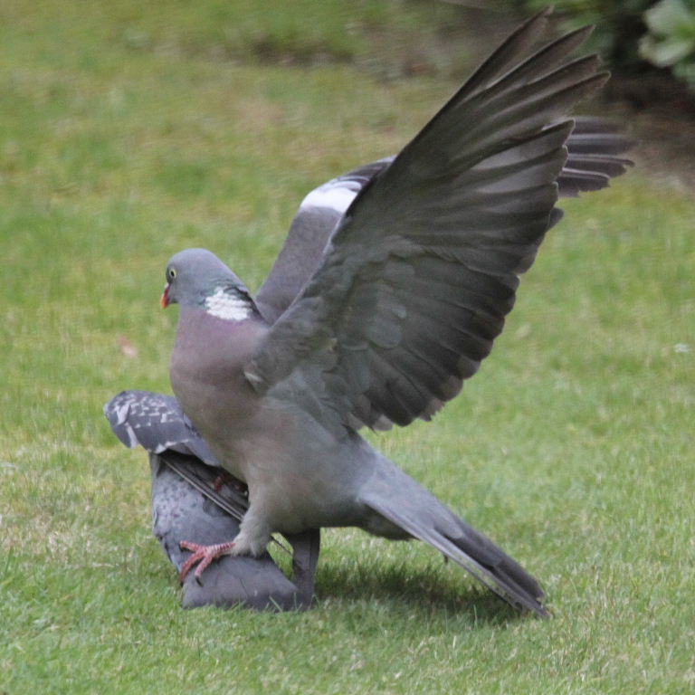 Wood and Feral Pigeons Fighting