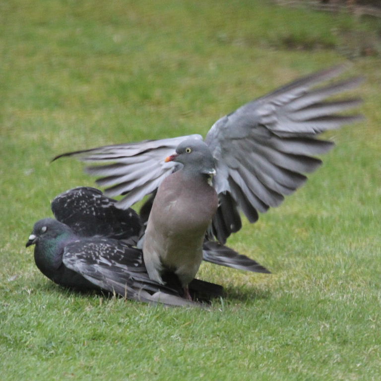 Wood and Feral Pigeons Fighting