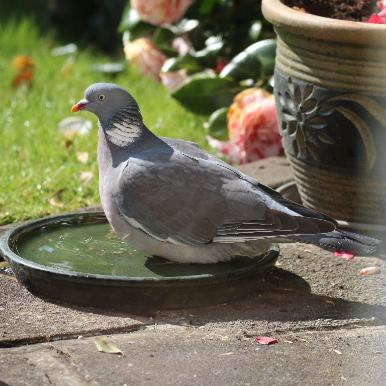 Wood Pigeon in bird bath