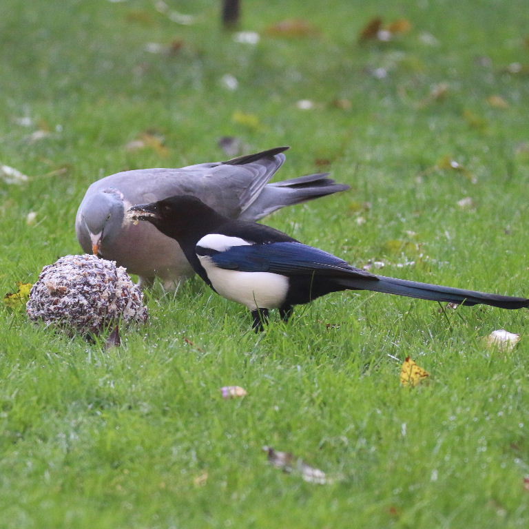 Wood Pigeon with magpie