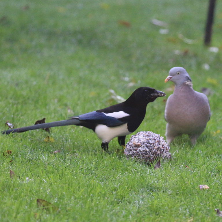 Wood Pigeon with magpie