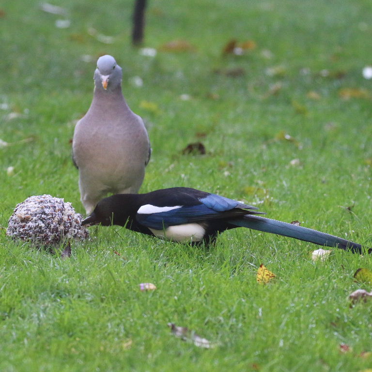 Wood Pigeon with magpie