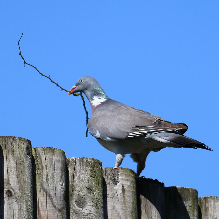 nesting Wood Pigeon
