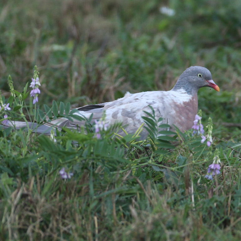aberrant Wood Pigeon