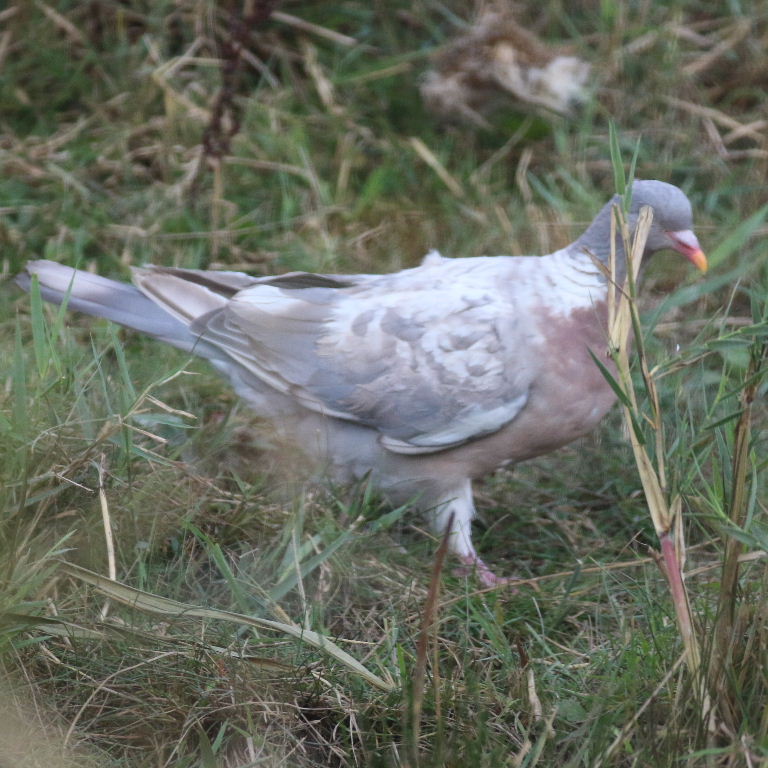 aberrant Wood Pigeon