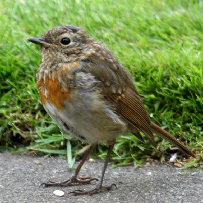 Juvenile Robin