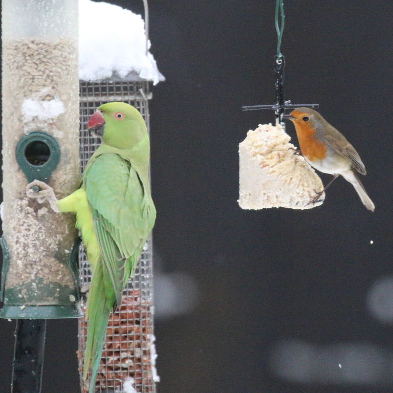 Robin with Parakeet in snow
