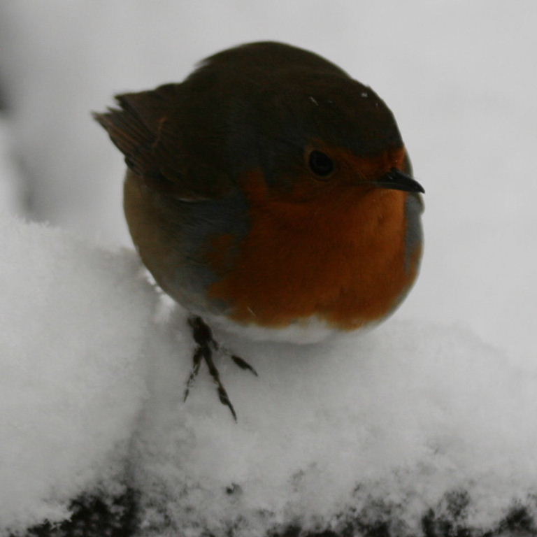 Robin in snow