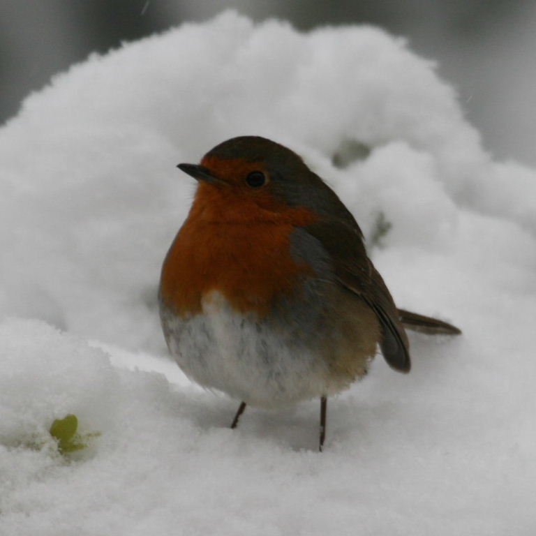 Robin in snow