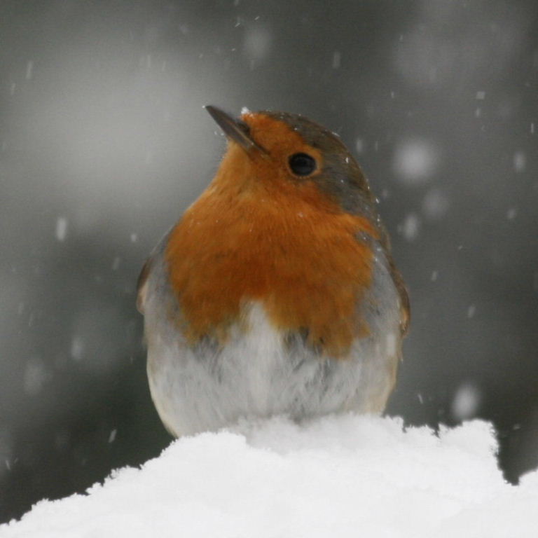 Robin in snow