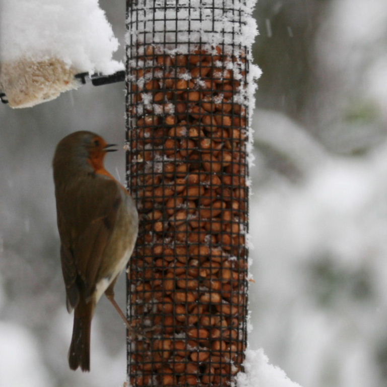 Robin in snow