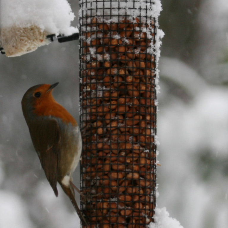 Robin in snow