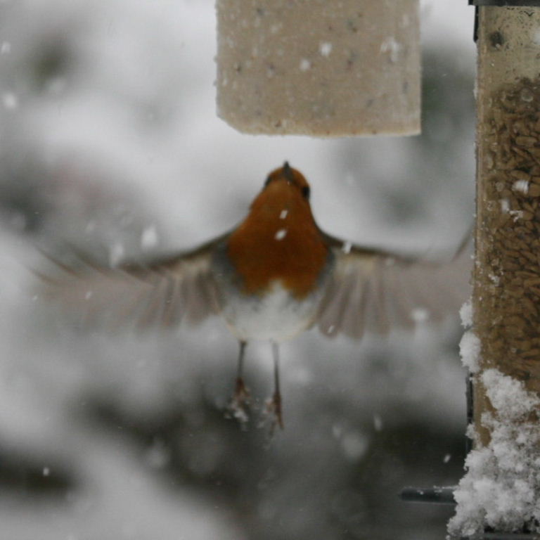 Robin in snow