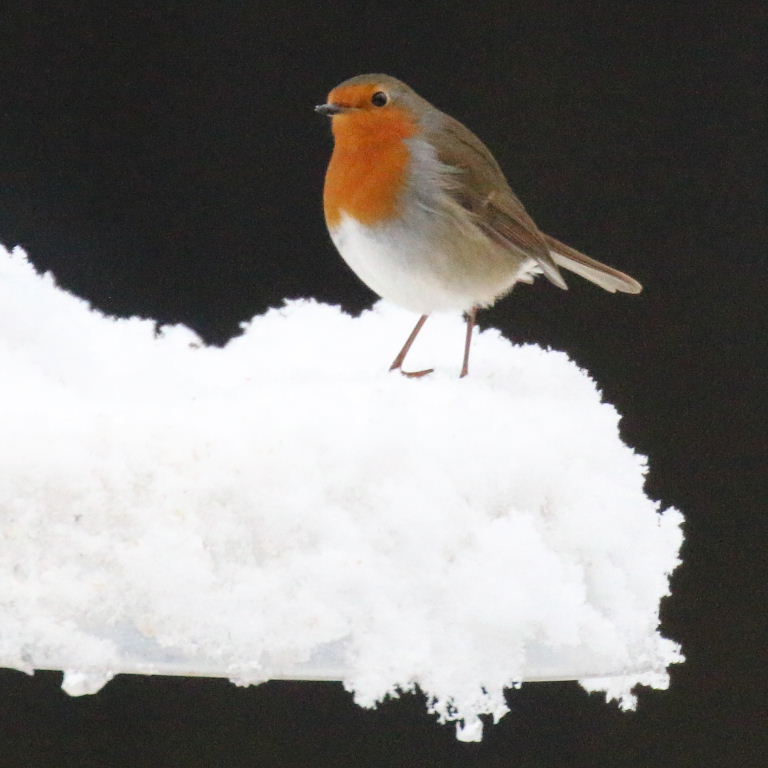 Robin in snow