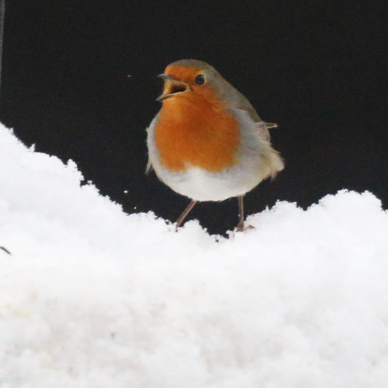 Robin in snow