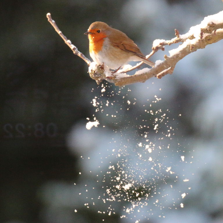 Robin in snow