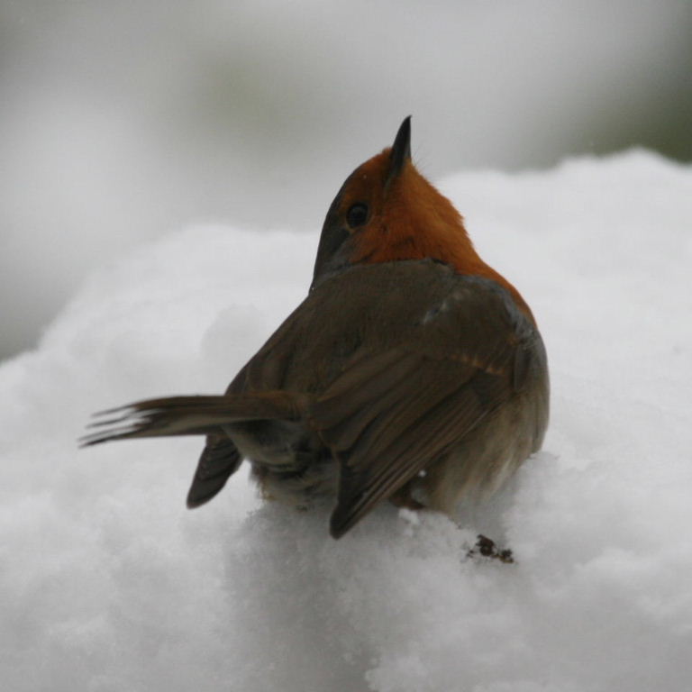 Robin in snow