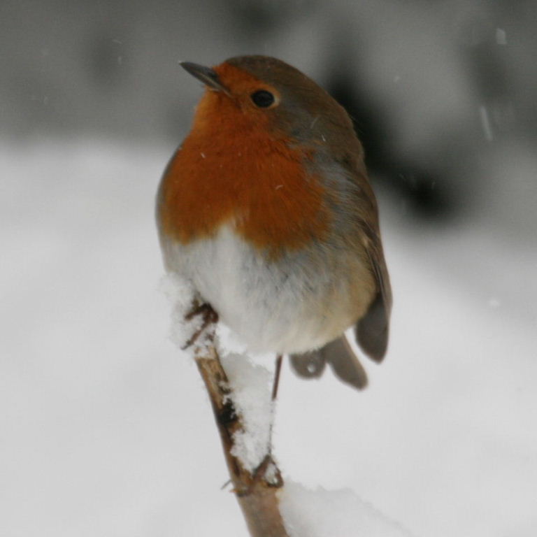 Robin in snow