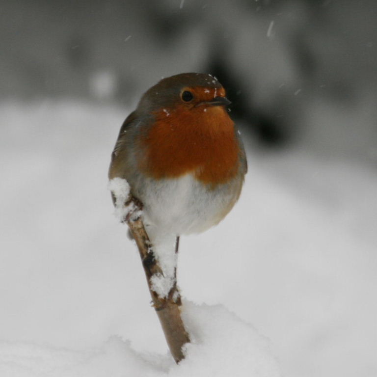 Robin in snow