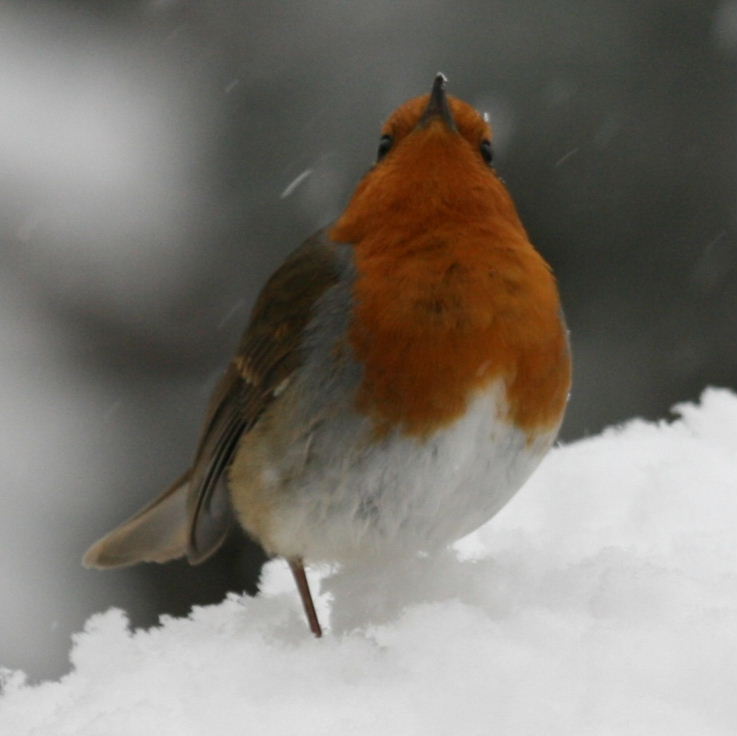 Robin in snow