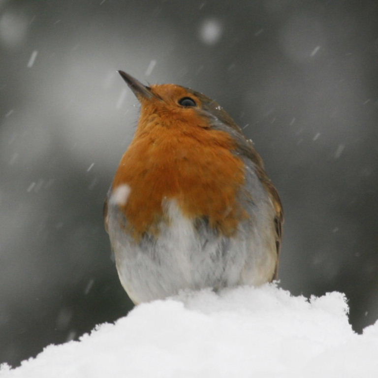 Robin in snow