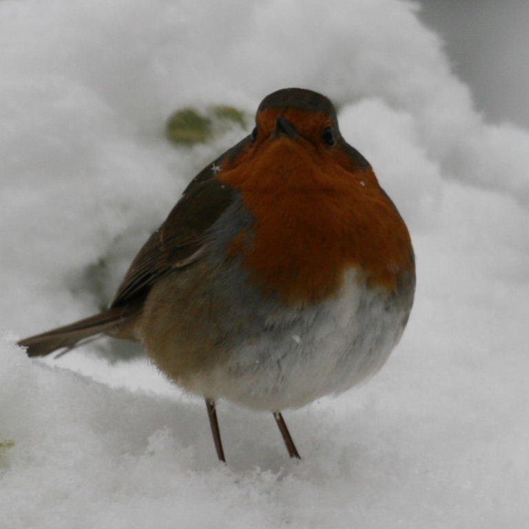 Robin in snow