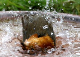 Robin bath