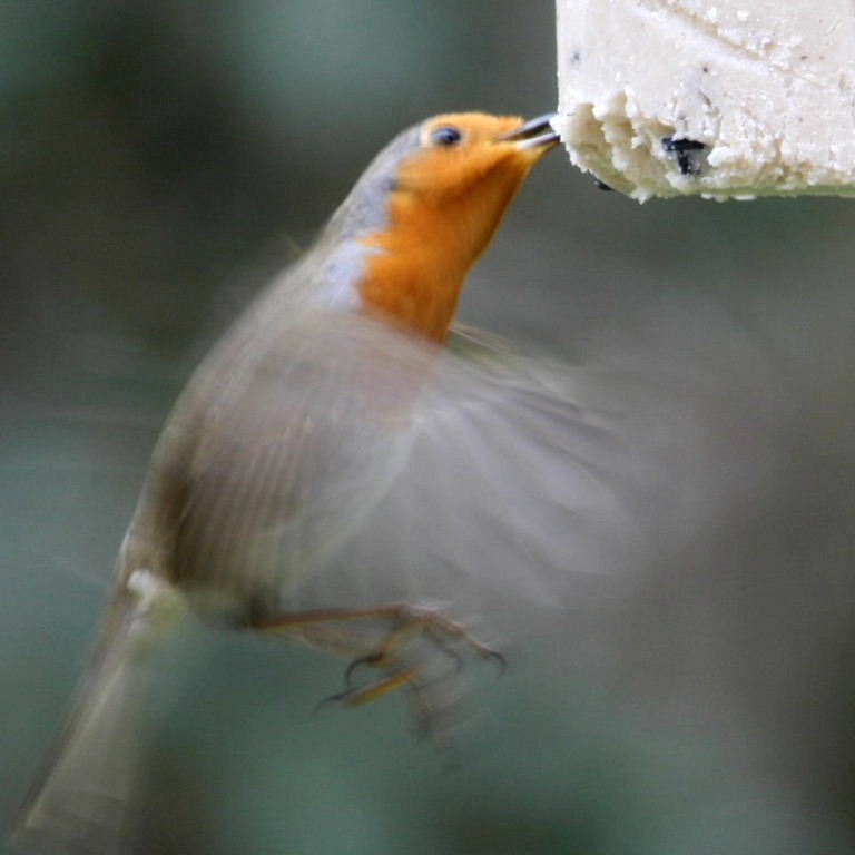 Robin with peanut cake