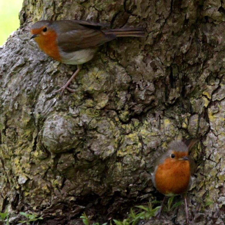 Robins