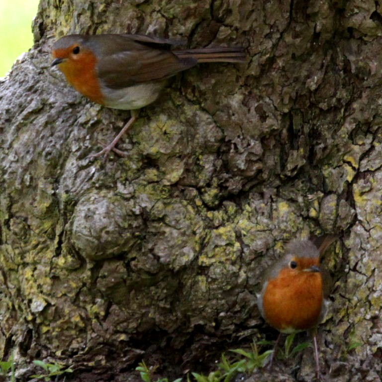 Robins