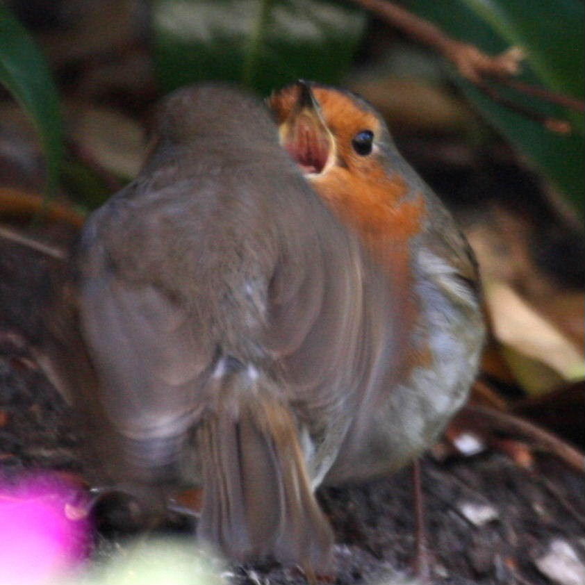 Robins courting