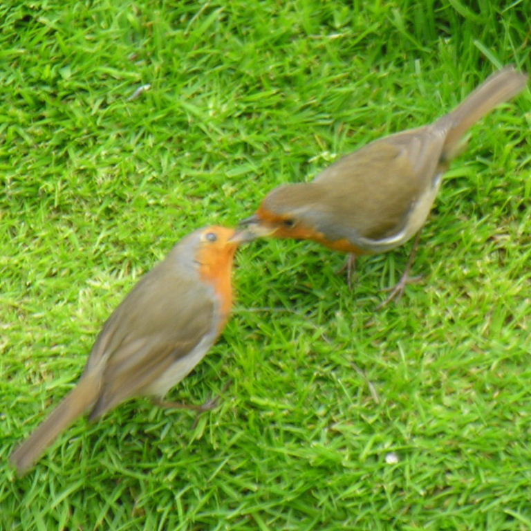 Robins courting