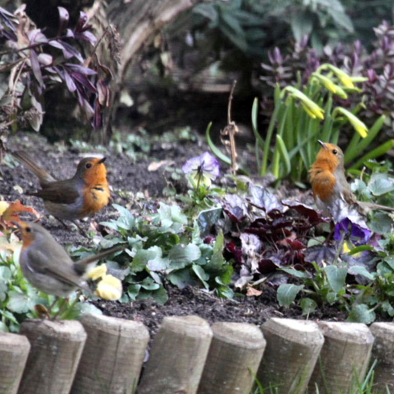 Duelling Robins