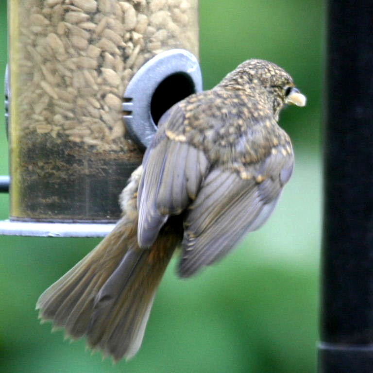 Robin on feeder