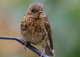 Juvenile Robin